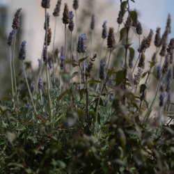 Detalle de plantas de lavanda en el jardín del departamento Jacobine, gestionado por Stag Properties