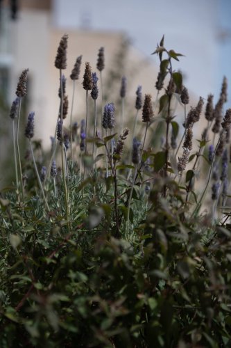 Detalle de plantas de lavanda en el jardín del departamento Jacobine, gestionado por Stag Properties
